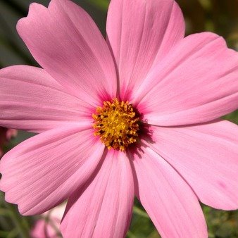 Көнсең болды - TOMIRIS